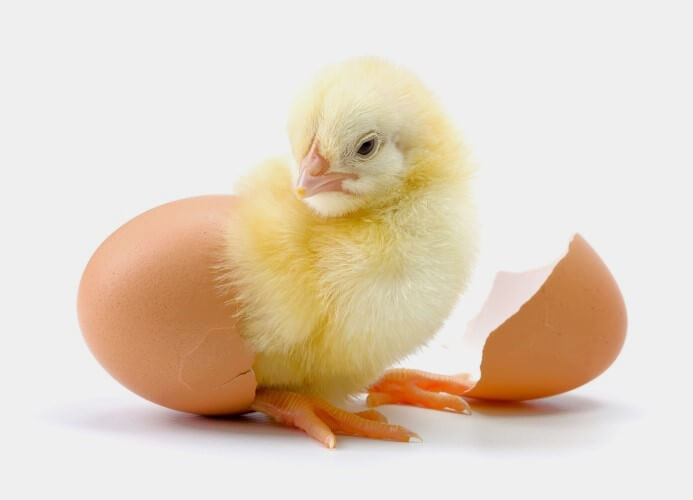 Poussins de la  sociéte coopérative Coopagrif COOP-CA